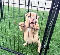 Fawn female , a female English Bulldog for sale in Murrieta, CA – 1 of 4