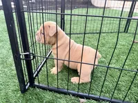 Fawn female , a female English Bulldog for sale in Murrieta, CA – 3 of 4