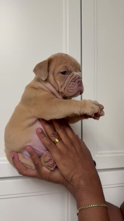 Fawn female , a female English Bulldog for sale in Murrieta, CA – 2 of 2