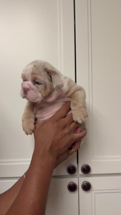 Lilac Merle female , a female English Bulldog for sale in Murrieta, CA – 3 of 3
