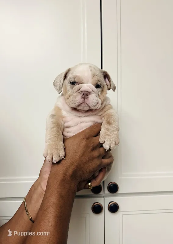 Lilac Merle female  – English Bulldog puppy for sale in Murrieta, CA