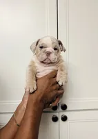 Lilac Merle female , a female English Bulldog for sale in Murrieta, CA – 1 of 3