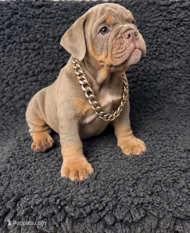 Lilac tan male  – English Bulldog puppy for sale in Murrieta, CA