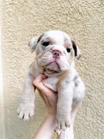 Lilac Merle female , a female English Bulldog for sale in Murrieta, CA – 2 of 3