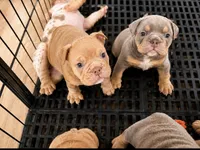 English bulldog fawn male , a male English Bulldog for sale in Murrieta, CA – 2 of 5