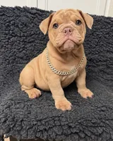 Fawn female , a female English Bulldog for sale in Murrieta, CA – 2 of 2