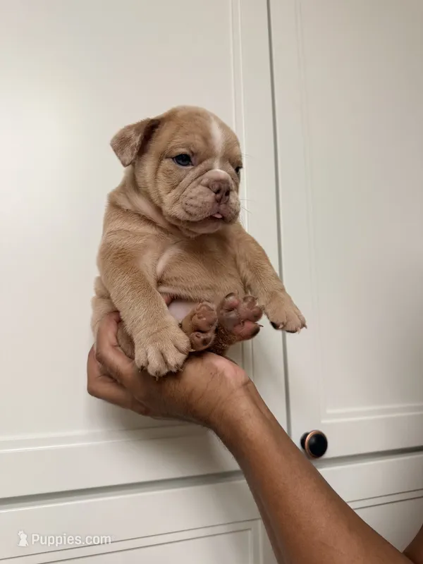 Fawn Merle Female – English Bulldog puppy for sale in Murrieta, CA
