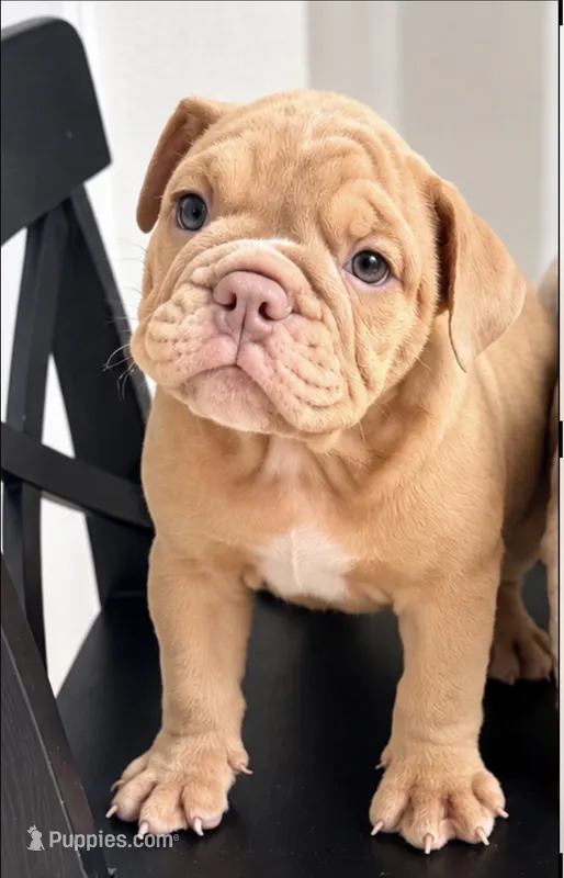 Fawn female  – English Bulldog puppy for sale in Murrieta, CA