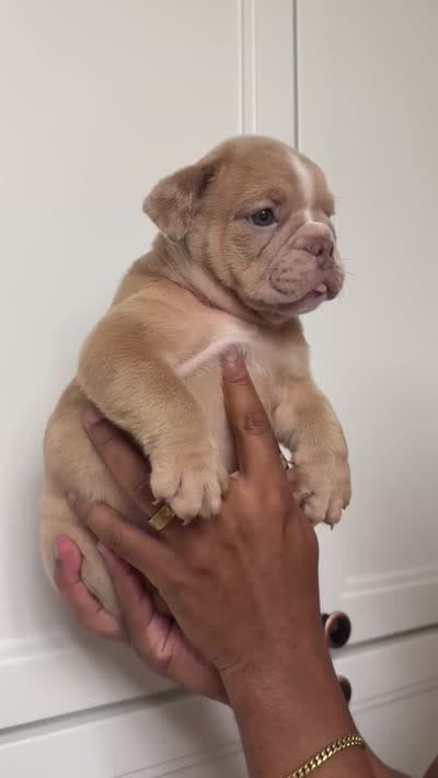 Fawn Merle Female, a female English Bulldog for sale in Murrieta, CA – 3 of 3