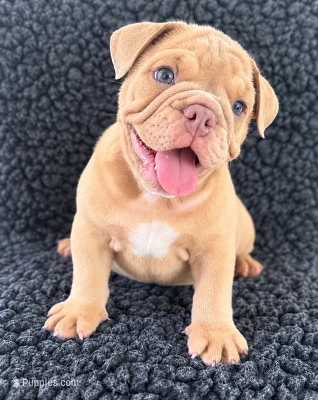 Fawn female  – English Bulldog puppy for sale in Murrieta, CA