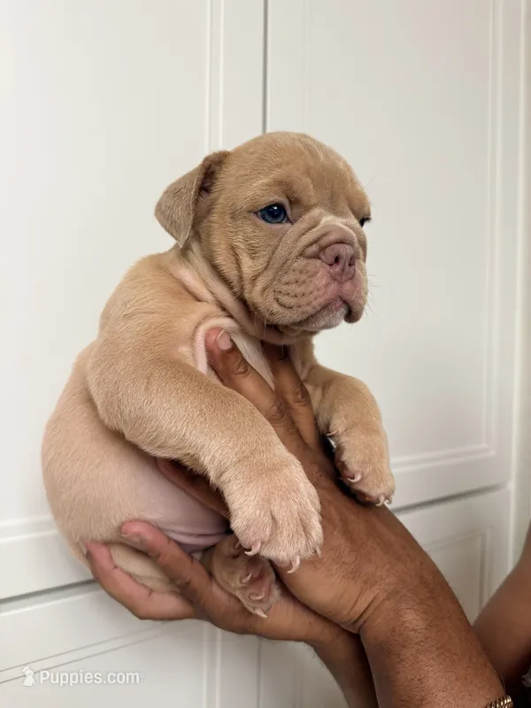 Fawn female  – English Bulldog puppy for sale in Murrieta, CA