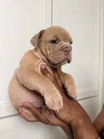 Fawn female , a female English Bulldog for sale in Murrieta, CA – 1 of 2