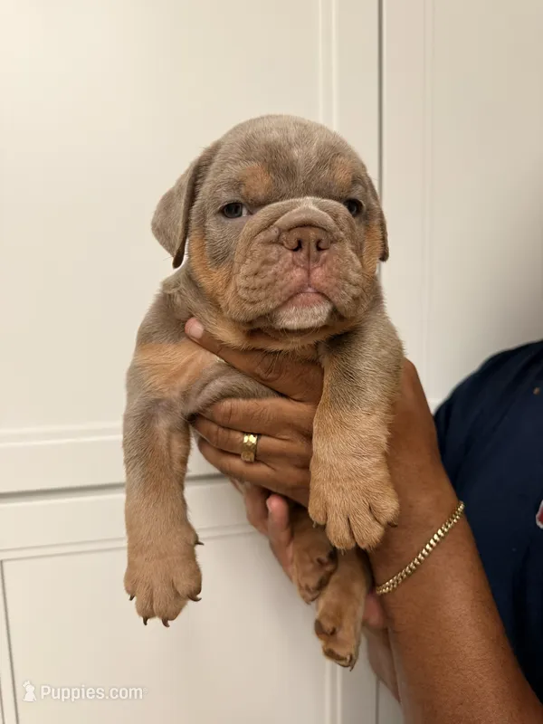 Lilac tri male  – English Bulldog puppy for sale in Murrieta, CA