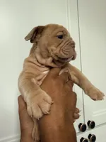 English bulldog fawn male , a male English Bulldog for sale in Murrieta, CA – 4 of 5