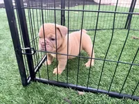 Fawn female , a female English Bulldog for sale in Murrieta, CA – 4 of 4