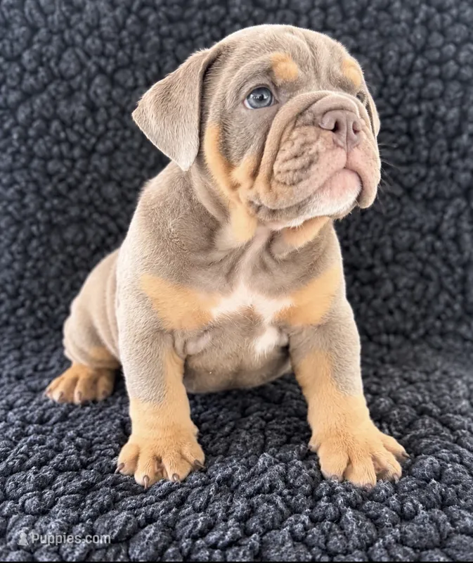 Lilac tan male  – English Bulldog puppy for sale in Murrieta, CA
