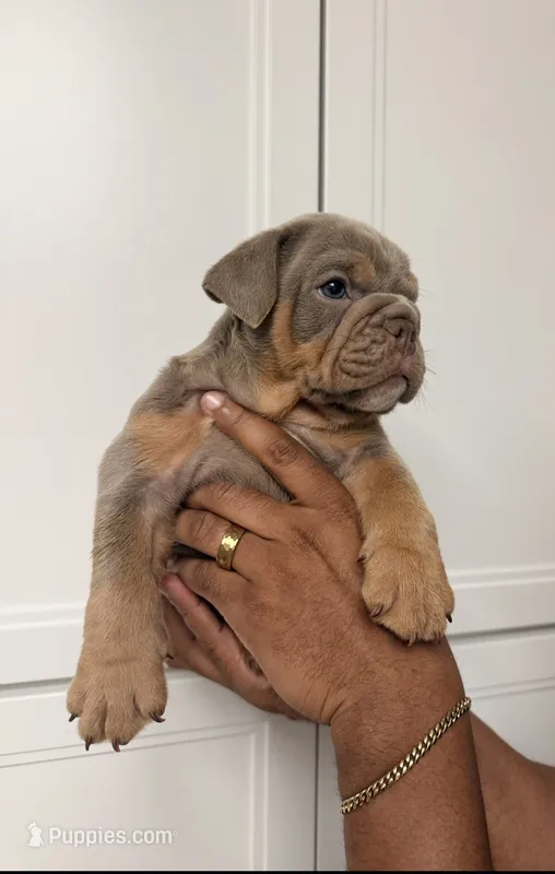 Lilac tan male  – English Bulldog puppy for sale in Murrieta, CA