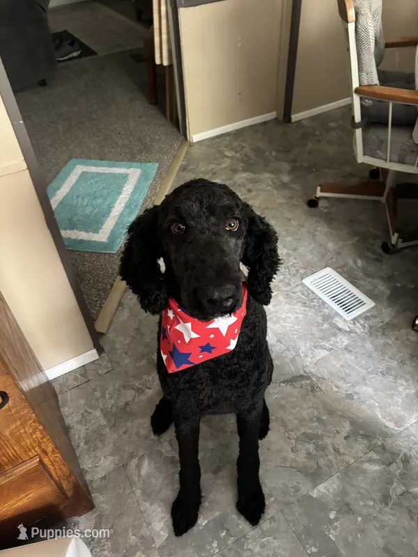 Smokey  – Goldendoodle puppy for sale in Verona, MO