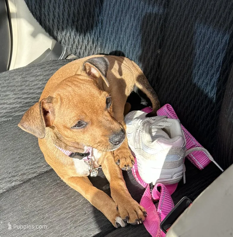 Willow – Chihuahua, Miniature Pinscher puppy for sale in Salisbury, NC