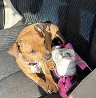 Willow, a female Chihuahua and Miniature Pinscher for sale in Salisbury, NC – Photo 1 of 2