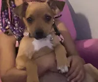 Willow, a female Chihuahua and Miniature Pinscher for sale in Salisbury, NC – Photo 2 of 2