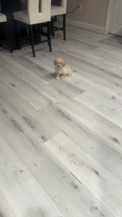 Shihpoo boy, a male Shihpoo for sale in Olivehurst, CA – 2 of 2