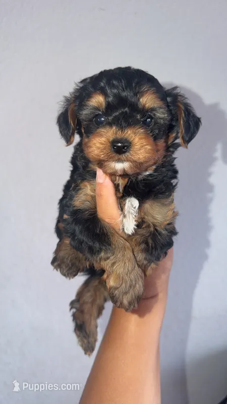 Yorkie boy  – Yorkshire Terrier puppy for sale in Olivehurst, CA