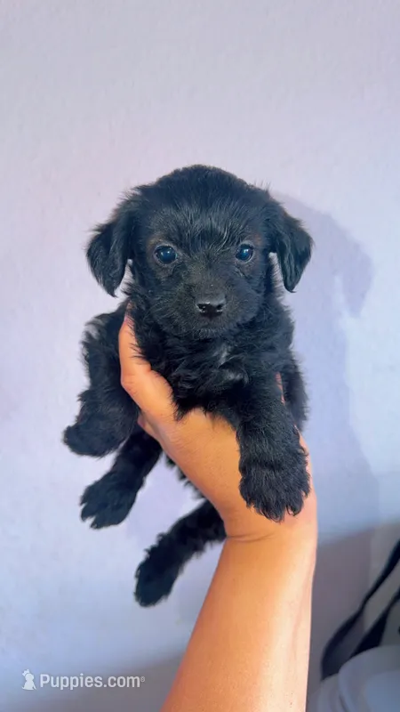 female yorkie – Yorkshire Terrier puppy for sale in Olivehurst, CA