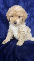 Toy poodle, a female Poodle - Toy  for sale in Olivehurst, CA – 2 of 4