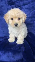 Shihpoo, a male Shihpoo for sale in Olivehurst, CA – 5 of 7