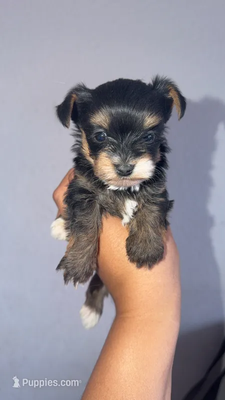 Teacup yorkie boy  – Yorkshire Terrier puppy for sale in Olivehurst, CA