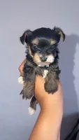 Teacup yorkie boy , a male Yorkshire Terrier for sale in Olivehurst, CA – 1 of 1