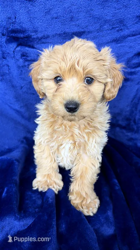 shihpoos – Shihpoo, Poodle - Toy  puppy for sale in Olivehurst, CA