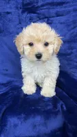 Shihpoo, a male Shihpoo for sale in Olivehurst, CA – 2 of 7