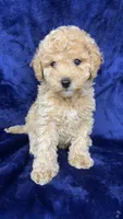 toy poodle, a male Poodle - Toy  for sale in Olivehurst, CA – 4 of 5
