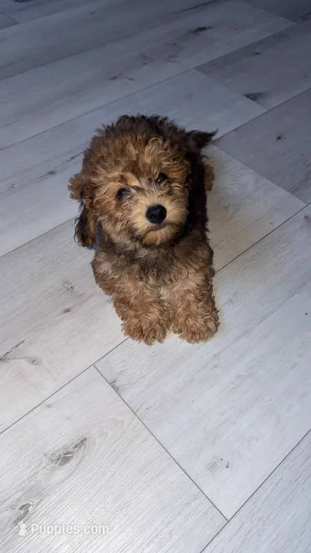 shihpoo – Shihpoo puppy for sale in Olivehurst, CA