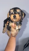 Female yorkie, a female Yorkshire Terrier for sale in Olivehurst, CA – 3 of 3