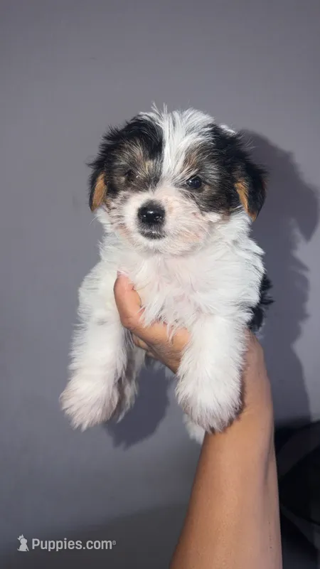 Yorkie Boy  – Yorkshire Terrier puppy for sale in Olivehurst, CA