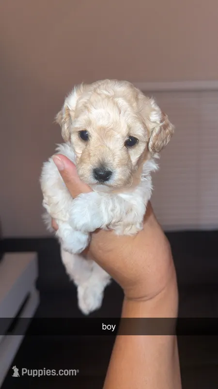 Shihpoo – Shihpoo puppy for sale in Olivehurst, CA