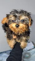 no name, a male Yorkshire Terrier for sale in Olivehurst, CA – Photo 6 of 8