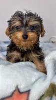 no name, a male Yorkshire Terrier for sale in Olivehurst, CA – Photo 4 of 8