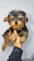 no name, a male Yorkshire Terrier for sale in Olivehurst, CA – Photo 1 of 8