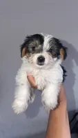 Yorkie Boy , a male Yorkshire Terrier for sale in Olivehurst, CA – 2 of 2