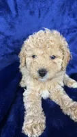 toy poodle, a male Poodle - Toy  for sale in Olivehurst, CA – 5 of 5