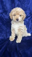 Toy poodle, a female Poodle - Toy  for sale in Olivehurst, CA – 3 of 4