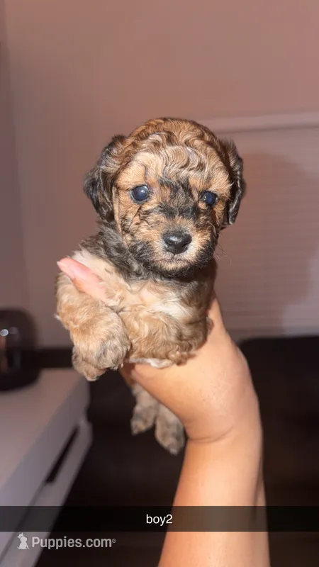 shihpoo – Shihpoo puppy for sale in Olivehurst, CA
