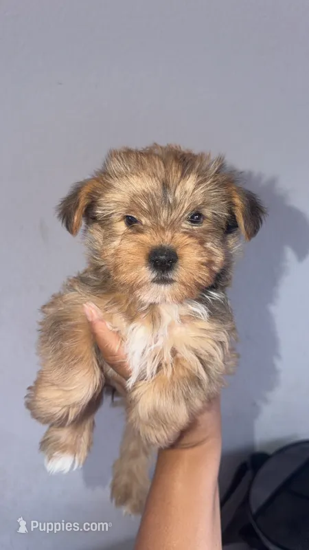 Yorkie Girl – Yorkshire Terrier puppy for sale in Olivehurst, CA