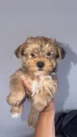 Yorkie Girl, a female Yorkshire Terrier for sale in Olivehurst, CA – 1 of 2