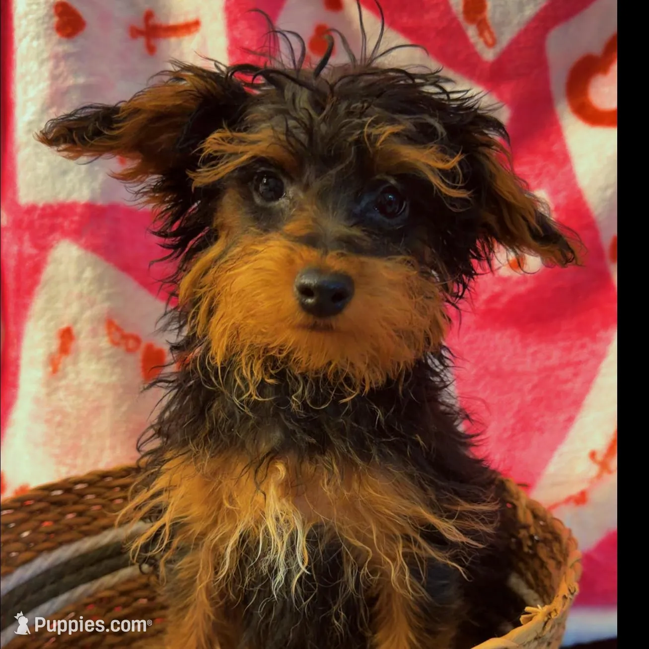 You choose , a male Yorkshire Terrier for sale in Olivehurst, CA – Photo 1 of 2