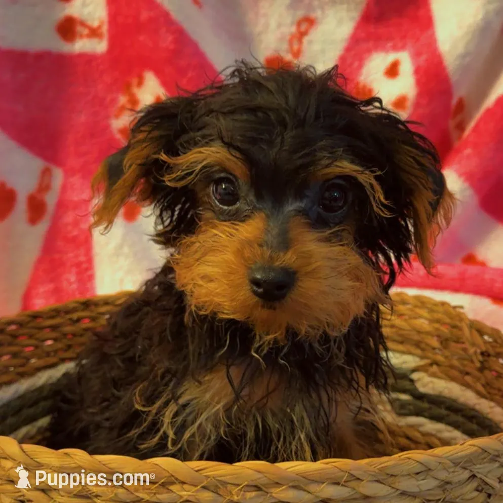 You choose , a male Yorkshire Terrier for sale in Olivehurst, CA – Photo 2 of 2